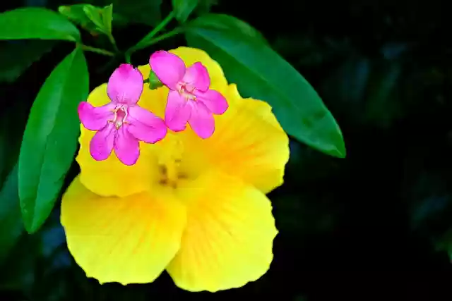 Free download flower flora ravenia hibiscus free picture to be edited with GIMP free online image editor
