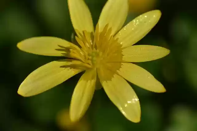 Free download Flower Flowers Buttercup -  free photo or picture to be edited with GIMP online image editor