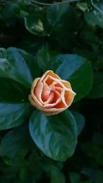 Free download Flower Flowers Color Cream -  free photo or picture to be edited with GIMP online image editor