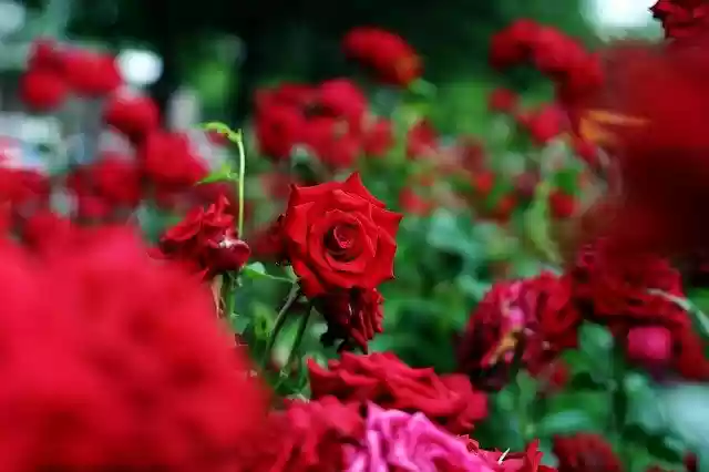 Free download Flower Flowers Rose -  free photo or picture to be edited with GIMP online image editor