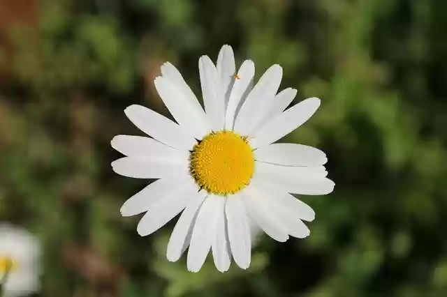 Free download Flower Focus Bloom -  free photo or picture to be edited with GIMP online image editor