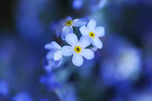 Free download flower forget me not spring nature free picture to be edited with GIMP free online image editor
