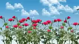 Free download Flower Garden -  free video to be edited with OpenShot online video editor