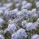 Flower garden blooms outdoors  screen for extension Chrome web store in OffiDocs Chromium