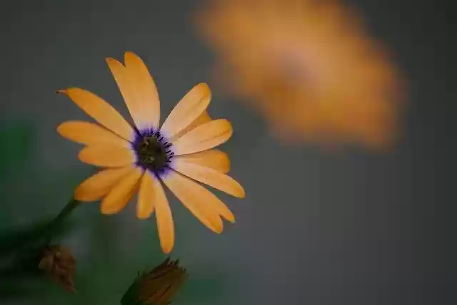 Бесплатно скачайте бесплатный шаблон фотографии Flower Garden Floral для редактирования с помощью онлайн-редактора изображений GIMP