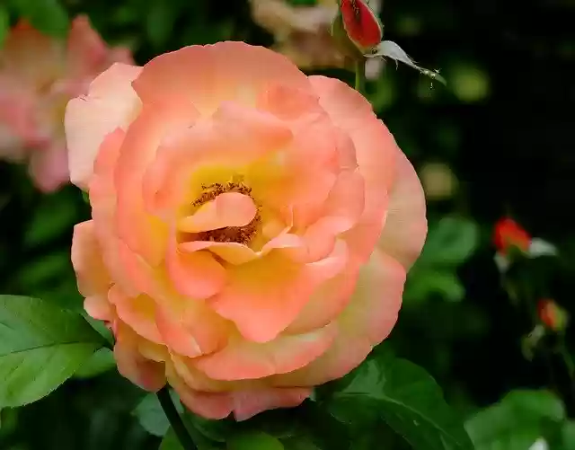 Free download Flower Garden June -  free free photo or picture to be edited with GIMP online image editor