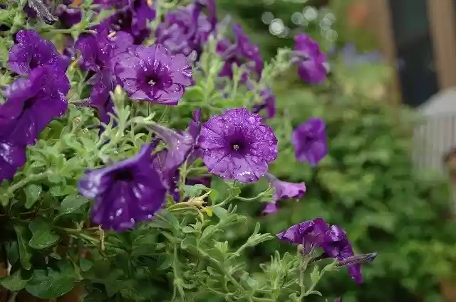 Free download Flower Garden Rain -  free photo or picture to be edited with GIMP online image editor