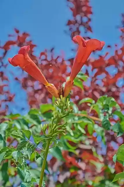 Free download Flower Garden Red -  free photo or picture to be edited with GIMP online image editor