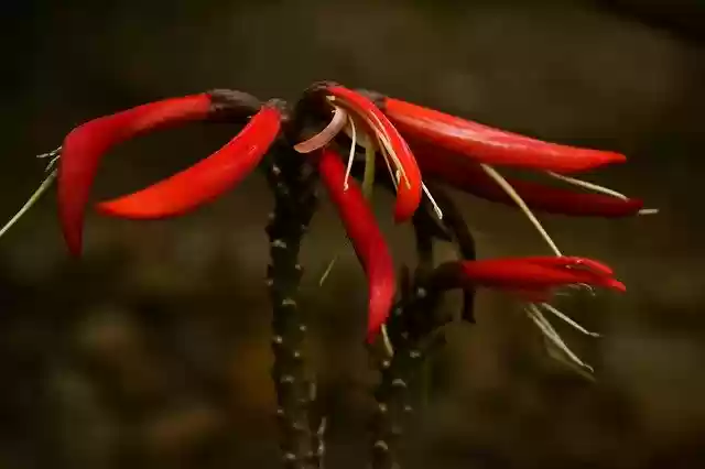 Free download Flower Garden Violet -  free photo or picture to be edited with GIMP online image editor