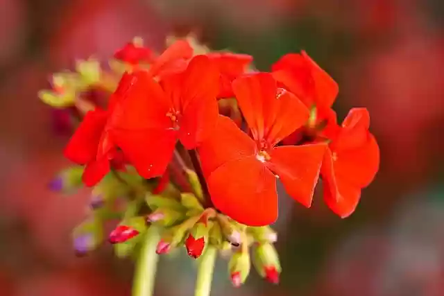 Free download flower geranium flora nature free picture to be edited with GIMP free online image editor