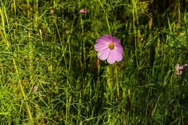 Free download Flower Gesanghua Flowers free photo template to be edited with GIMP online image editor