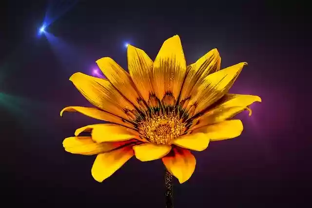 Download gratuito Flower Gérbel Yellow - foto o immagine gratuita da modificare con l'editor di immagini online di GIMP
