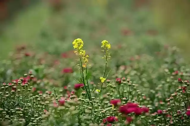 Free download Flower Green Garden -  free photo or picture to be edited with GIMP online image editor