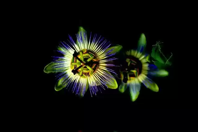 Free download Flower Green Violet free photo template to be edited with GIMP online image editor