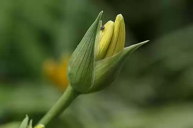 Free download flower growth botany conical free picture to be edited with GIMP free online image editor