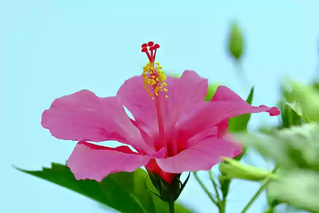 Free download flower hibiscus flora nature free picture to be edited with GIMP free online image editor