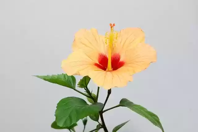 Free download Flower Hibiscus Nature -  free free photo or picture to be edited with GIMP online image editor