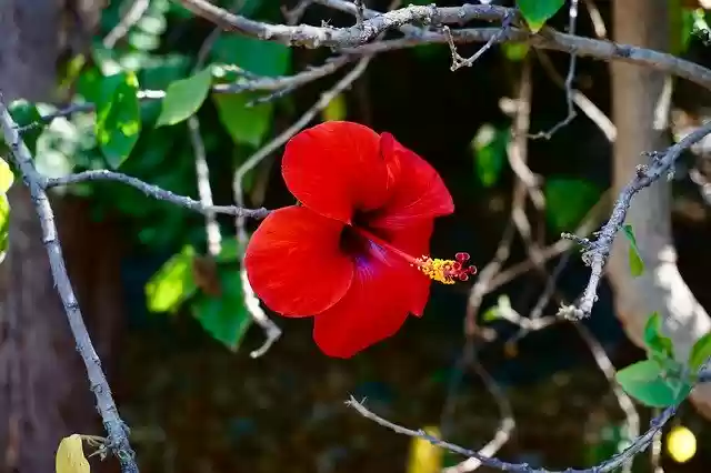 Descărcare gratuită Flower Hibiscus Tropical - fotografie sau imagini gratuite pentru a fi editate cu editorul de imagini online GIMP