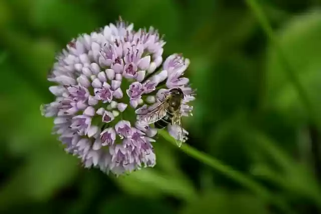 Free download flower hover fly pollination free picture to be edited with GIMP free online image editor