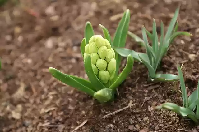Free download flower hyacinth spring nature free picture to be edited with GIMP free online image editor