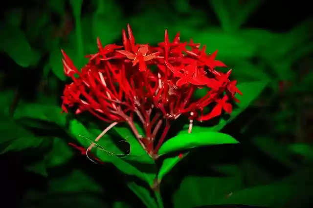 Free download Flower Image Picture Nice -  free photo or picture to be edited with GIMP online image editor