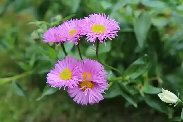 Free download Flowering Flowers Nature -  free photo or picture to be edited with GIMP online image editor