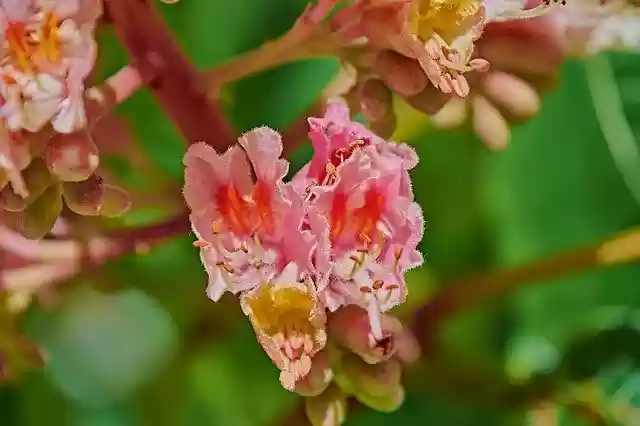 Free download Flowering Leaves Plant -  free photo or picture to be edited with GIMP online image editor