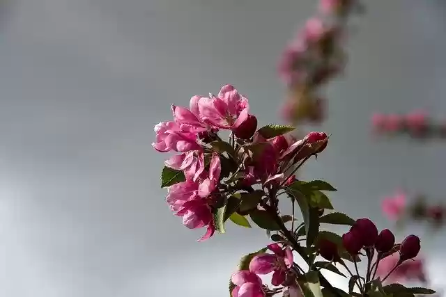 Free download Flowering Tree Pink -  free photo or picture to be edited with GIMP online image editor