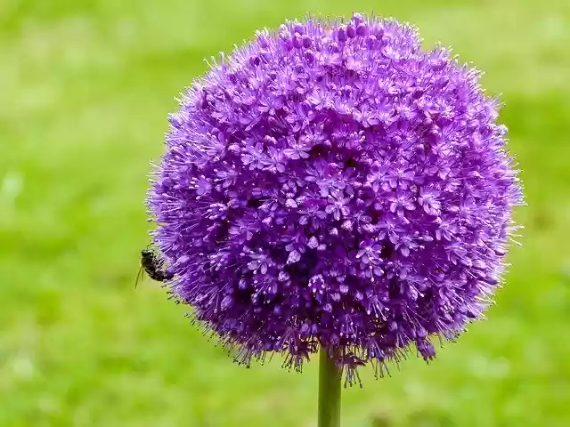 Free download Flower Insect Blossom -  free photo or picture to be edited with GIMP online image editor