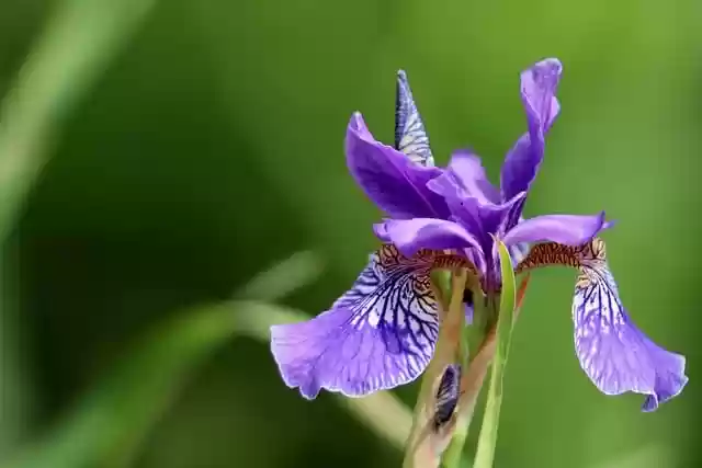 Free download flower iris sword lily petals free picture to be edited with GIMP free online image editor