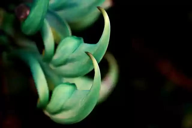 Free download flower jade vine flora nature free picture to be edited with GIMP free online image editor