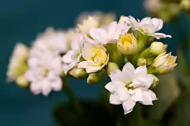 Free download flower kalanchoe flora nature free picture to be edited with GIMP free online image editor