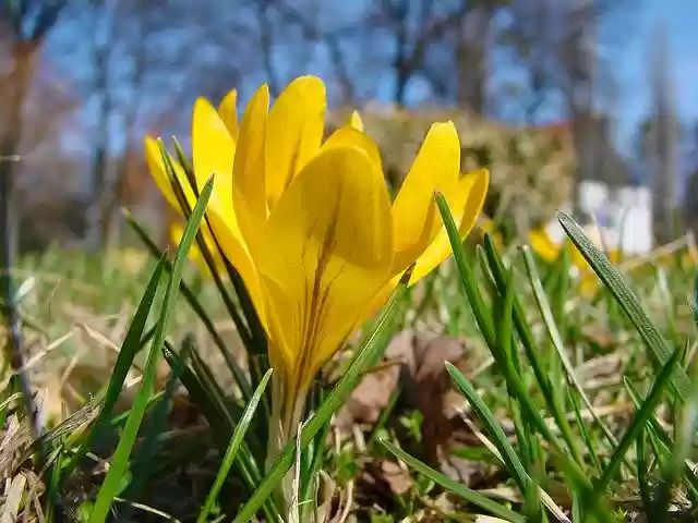 Free download Flower Krokus Spring -  free photo or picture to be edited with GIMP online image editor