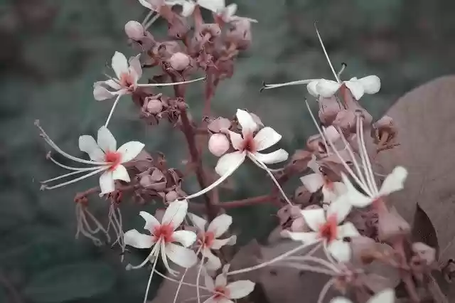 무료 다운로드 꽃 잎 색 - 무료 무료 사진 또는 김프 온라인 이미지 편집기로 편집할 사진