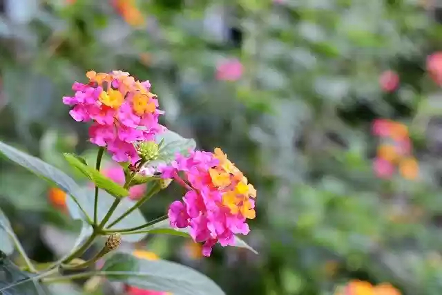 Free download Flower Leaves Garden -  free photo or picture to be edited with GIMP online image editor