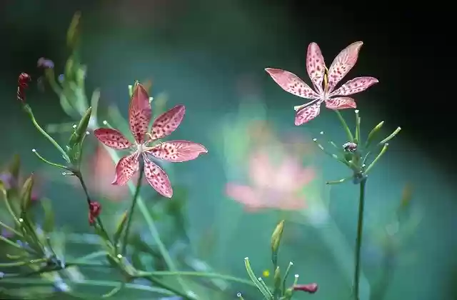 Free download Flower Leopard -  free photo or picture to be edited with GIMP online image editor