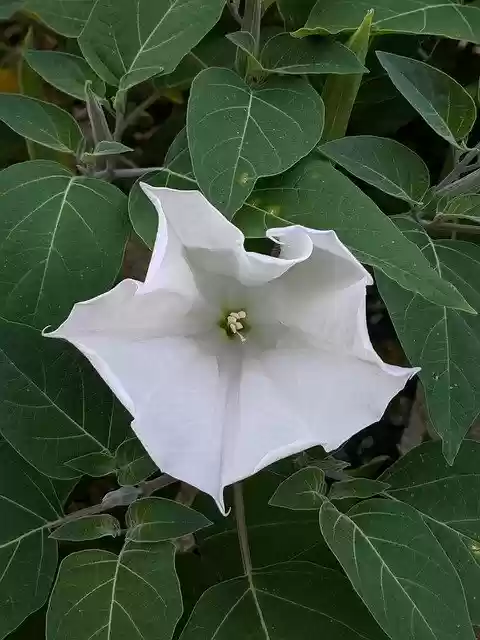 Free download Flower Lily Bloom -  free photo or picture to be edited with GIMP online image editor