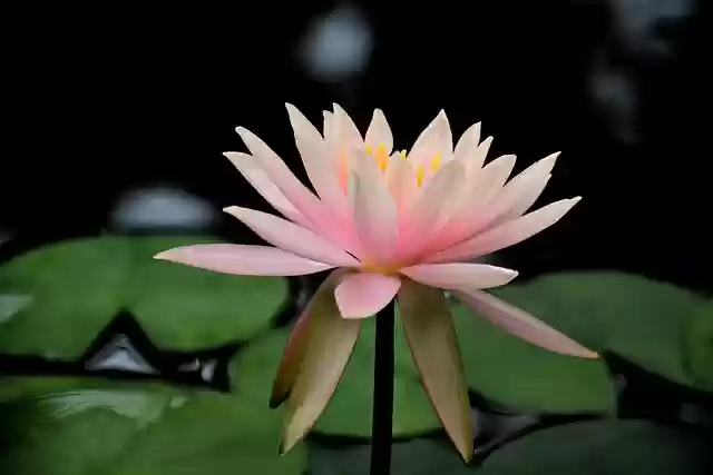 Free download flower lotus petals lily pond free picture to be edited with GIMP free online image editor