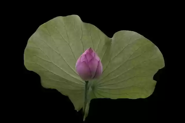 Free download flower lotus petals water lily free picture to be edited with GIMP free online image editor