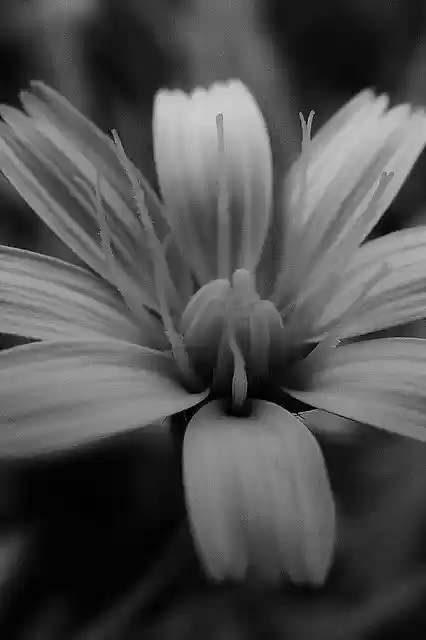 Free download Flower Macro Nature Phone -  free photo or picture to be edited with GIMP online image editor