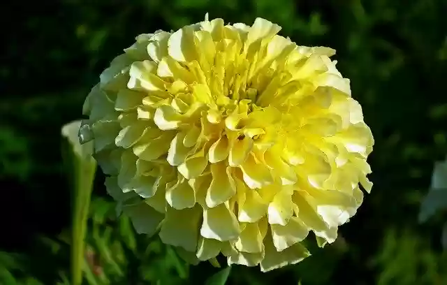 Free download Flower Marigold Nature -  free photo or picture to be edited with GIMP online image editor