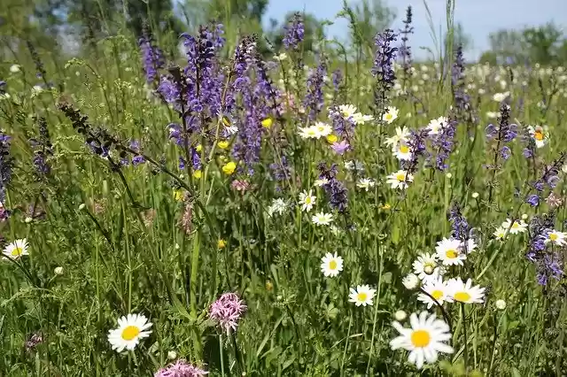 Free download Flower Meadow Wildflowers Summer -  free photo or picture to be edited with GIMP online image editor