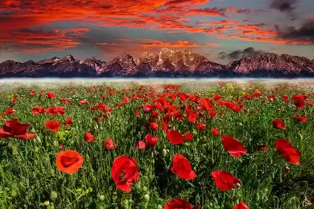 Free download Flower Mountain Sunset -  free photo or picture to be edited with GIMP online image editor