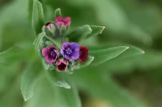 Free download Flower Mov Wild -  free photo or picture to be edited with GIMP online image editor