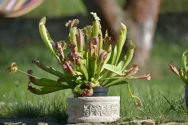 Free download Flower Muchołapka Kapturnica -  free photo or picture to be edited with GIMP online image editor