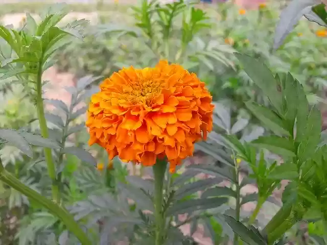 Free download Flower Mug -  free photo or picture to be edited with GIMP online image editor