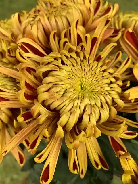 Free download Flower Mum -  free free photo or picture to be edited with GIMP online image editor