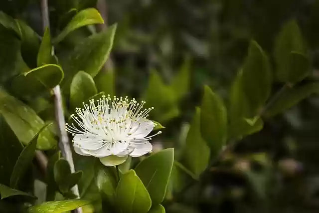 Free download flower myrtle flora nature free picture to be edited with GIMP free online image editor