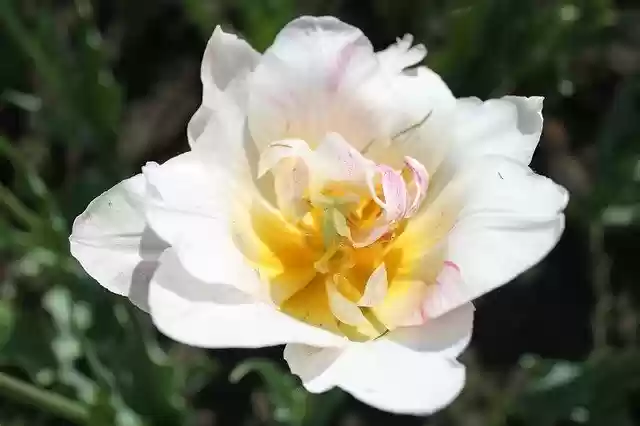 Free download Flower Narcissus Spring -  free free photo or picture to be edited with GIMP online image editor