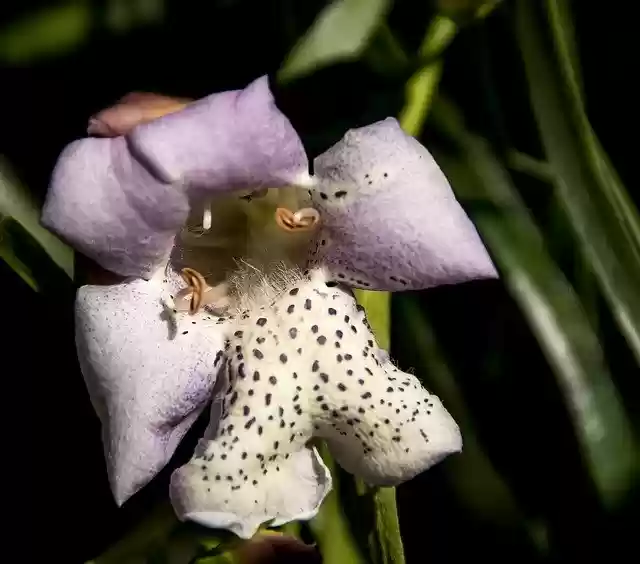 Free download Flower Narrow-Leafed Emu Bush -  free photo or picture to be edited with GIMP online image editor